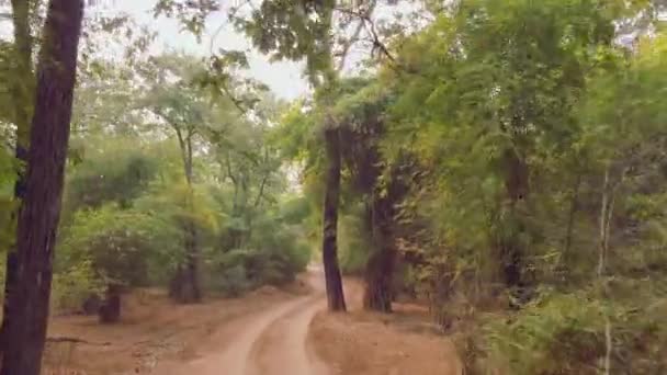Hindistan Güzel Ulusal Parklarından Birinin 4X4 Lük Manzarası Kaplanları Nesli — Stok video