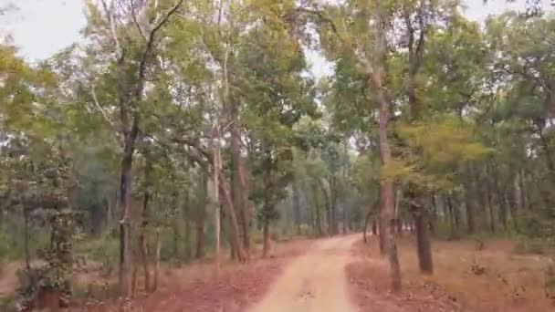 从印度最美丽的国家公园之一的四轮驱动的景观 为发现老虎和其他濒危物种而进行的经典的印度狩猎活动 — 图库视频影像