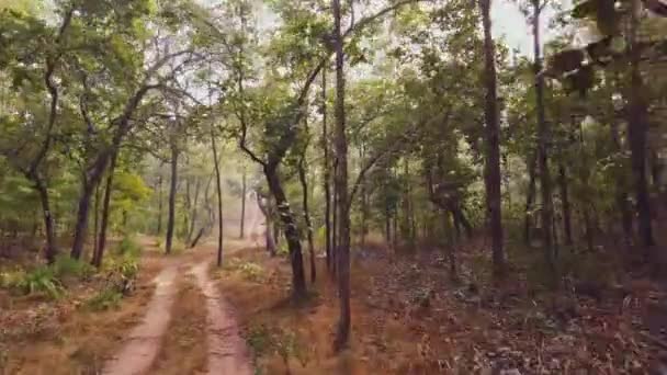 Pohled 4X4 Jednoho Nejkrásnějších Indických Národních Parků Klasické Indické Safari — Stock video