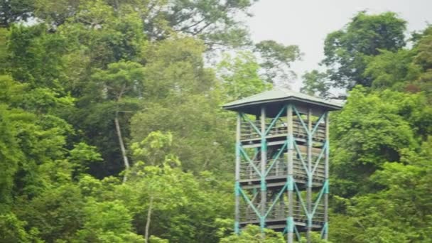 Toller Blick Auf Einen Regenwald Und Einen Aussichtsturm — Stockvideo