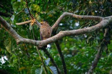 Vahşi ibikli bir yılan kartalın ormanda bir ağaçtaki görüntüsü.