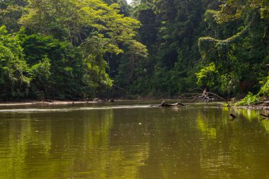 Yağmur ormanlarının ortasındaki inanılmaz bir nehir manzarası.