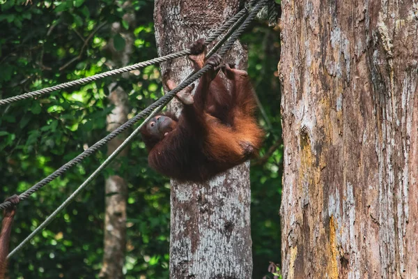 Egy Csodálatos Közelkép Egy Vad Orángutánról — Stock Fotó