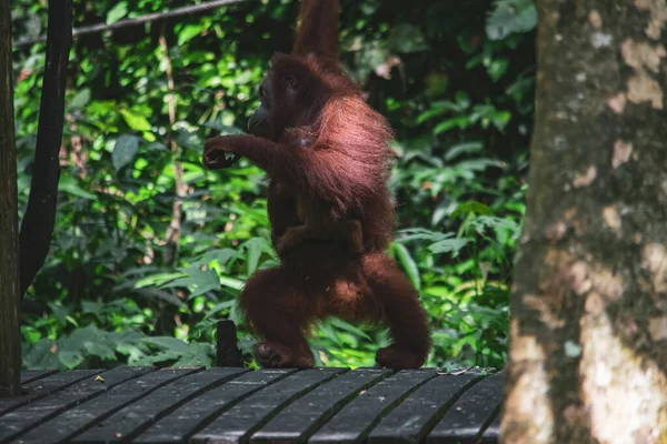 Egy Csodálatos Közelkép Egy Vad Orángutánról — Stock Fotó