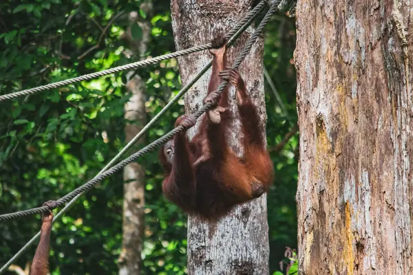 Amazing Closeup Wild Orang Utan — Stock Photo, Image