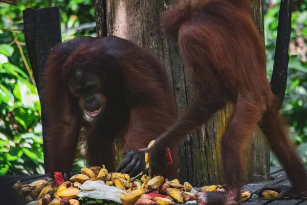Удивительный Крупный План Дикого Орангутанга — стоковое фото