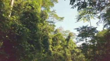 Birincil yağmur ormanlarının 4x4 'lük aracının çarpıcı görüntüsü. Nadir görülen doğal görüntüler.