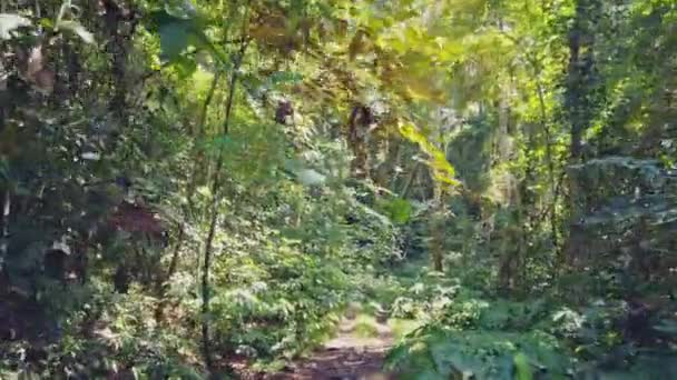 Приголомшливий Вид Транспортного Засобу 4X4 Первинних Тропічних Лісів Рідкісні Натуралістичні — стокове відео