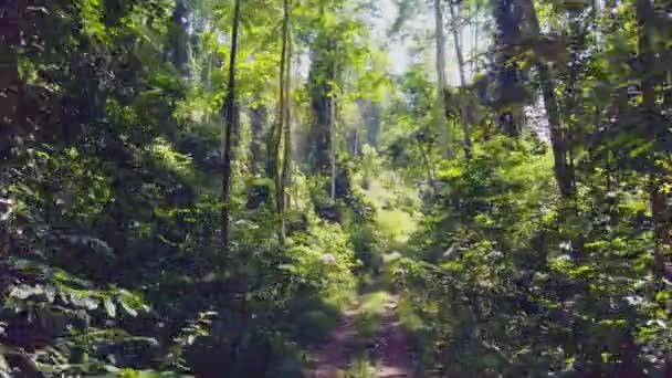 Prachtig Uitzicht Vanuit Een 4X4 Voertuig Van Primair Regenwoud Zeldzame — Stockvideo