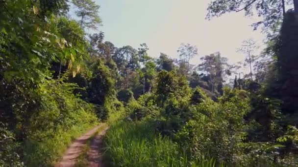 Приголомшливий Вид Транспортного Засобу 4X4 Первинних Тропічних Лісів Рідкісні Натуралістичні — стокове відео