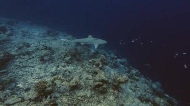 Resifte devriye gezen bir siyah uçlu köpekbalığının inanılmaz su altı görüntüsü