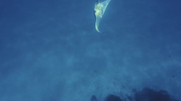 海の巨大なマンタレイの素晴らしい水中ビュー — ストック動画
