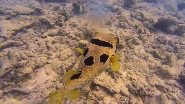 Increíble Vista Submarina Maravilloso Pez Globo Arrecife — Vídeo de stock