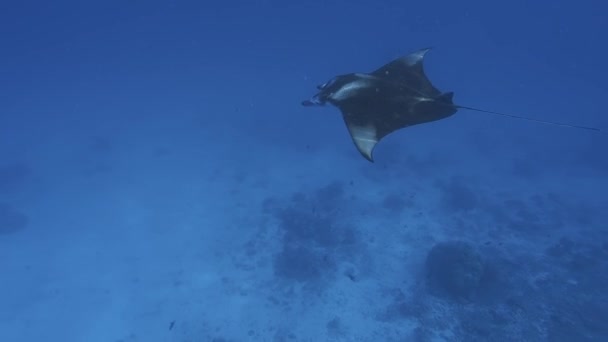 Amazing Underwater View Huge Manta Ray Ocean — Stock Video