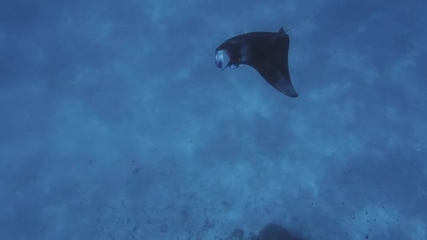 Increíble Vista Submarina Enorme Manta Ray Océano — Vídeo de stock