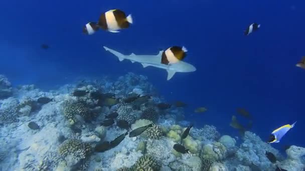 Verbazingwekkend Onderwaterzicht Van Een Zwarte Haai Die Patrouilleert Het Rif — Stockvideo