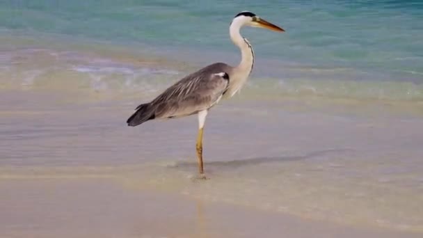 トロピカルビーチに立っている巨大なアーディア シネアの鳥の驚くべきクローズアップ — ストック動画