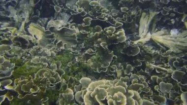 Okyanustaki çok renkli mercanların inanılmaz su altı manzarası.