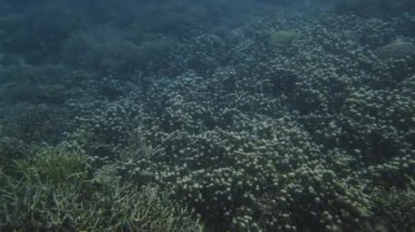 Okyanustaki çok renkli mercanların inanılmaz su altı manzarası.