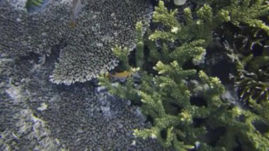 Okyanustaki çok renkli mercanların inanılmaz su altı manzarası.