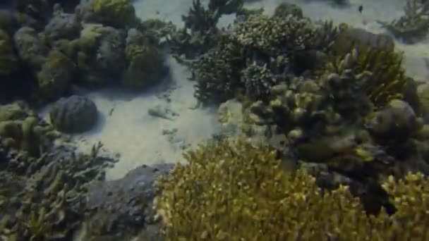 海洋中五彩斑斓的珊瑚巨大的水下景观令人惊叹 — 图库视频影像