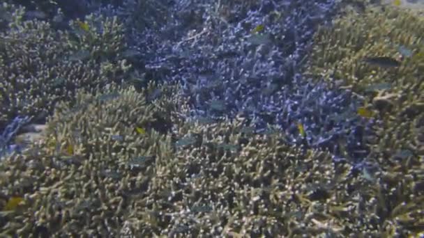Fantastisk Undervattensutsikt Över Enorma Vidder Flerfärgade Koraller Havet — Stockvideo