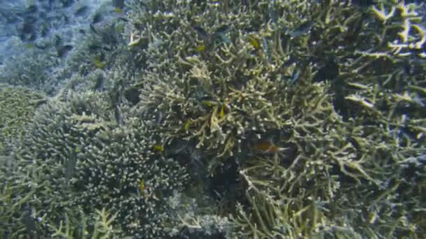 Úžasný Podvodní Pohled Obrovskou Rozlohu Pestrobarevných Korálů Oceánu — Stock video