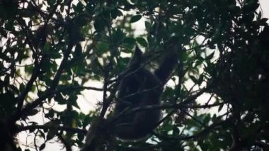 Yağmur ormanlarındaki bir ağaçta beslenen vahşi bir şablonun inanılmaz yakın çekimi