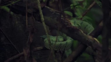 Yağmur ormanlarındaki bir ağacın üzerinde vahşi bir Wagler 's Viper' ın inanılmaz yakın çekimi.
