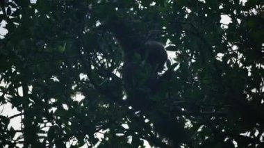 Yağmur ormanlarındaki bir ağaçta beslenen vahşi bir şablonun inanılmaz yakın çekimi