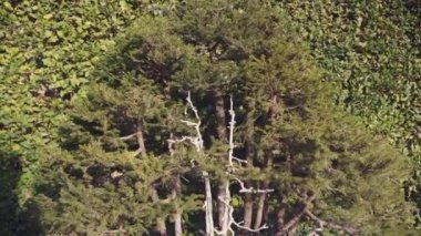 Amazing close up of picea glehnii bonsai, 70 years old