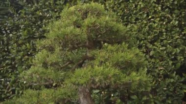 Pinus uncinata bonsai 'nin inanılmaz yakın çekimi, 75 yaşında.