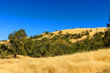 Joseph D. Grant İlçe Parkı 'ndaki sık bir ağaç kümesinin üzerinde kuru çimlerle kaplı altın tepeler yükseliyor.