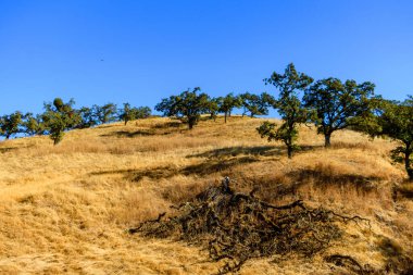 Açık mavi gökyüzünün altında dağınık ağaçlarla kuru bir yamaç..