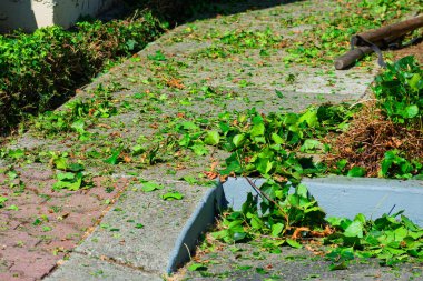 Dağınık sarmaşık yaprakları kaldırım kenarındaki beton ve tuğla kaldırımı kaplar..