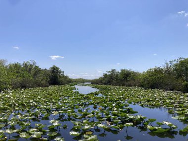 Everglades Ulusal Parkı 'nın yüzeyinde süzülen nilüferler ile berrak mavi gökyüzü altında sakin suların ve yemyeşil yeşilliğin sakin manzarası..