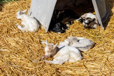Bir grup yavru keçi güneş ışığında altın pipetin üzerinde dinleniyor. Bazıları gölgeli bir barınağın altında huzurlu bir çiftlik alanı yaratıyor..