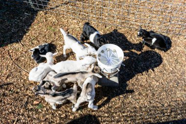 Bir grup genç keçi güneşli bir açık hava ağılında toplanıyor, etrafları ahşap parçalarıyla çevrili ve metal bir çitle çevrili..