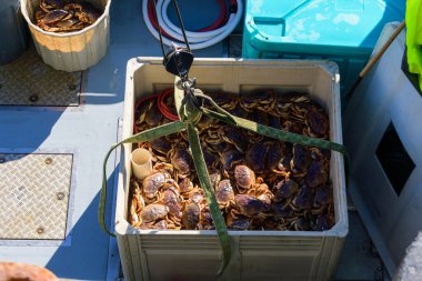 Toplanan Dungeness yengeçleri, bir balıkçı teknesinde plastik bir sandıkta, etrafları halatlar, aletler ve depolama kutularıyla çevrili, ticari bir yengeç avlama operasyonu sergiliyorlar.