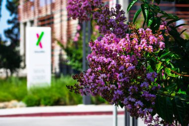 Canlı pembe mersin çiçeklerini tamamen açarak kapat. Bulanık 23andMe işareti, Silikon Vadisi 'ndeki ana kampüs logosu - Sunnyvale, California, ABD - 26 Temmuz 2020