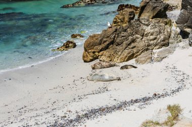 Monterey, Kaliforniya 'da engebeli kayaların ve turkuaz suların yanında kumlu bir kumsalda dinlenen deniz fokları, kıyı şeridinin üzerine tünemiş bir martı.