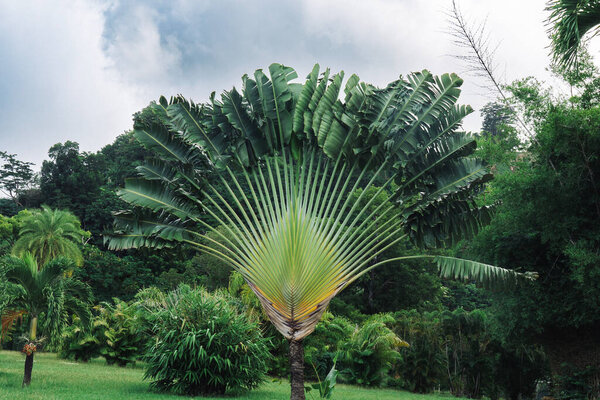 Traveler's palm tree growing in tropical climate in a garden among other plants and trees