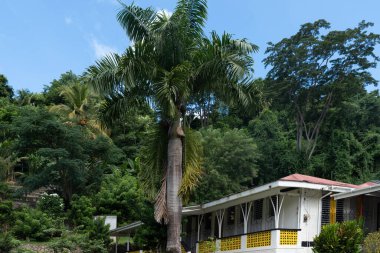Dominika, Karayipler 'de güneşli bir günde tropikal ağaçların arasında bir ev ya da bina