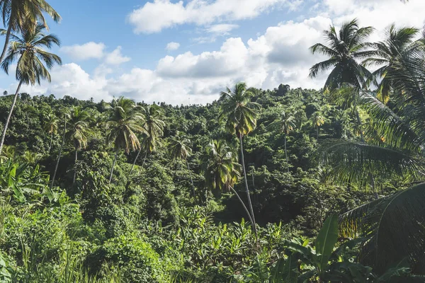 Тропічний Ліс Густими Деревами Похмурий День Острові Карибського Моря Домініка — стокове фото