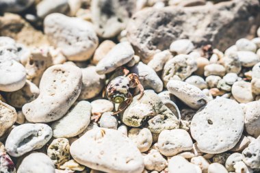Kayaların ve taşların arasında saklanan keşiş yengeci dua etmek için kamuflaj olarak kullanılıyor.