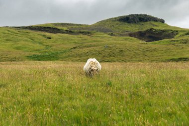Bulutlu bir günde İzlanda 'nın yeşil çimlerle kaplı topraklarında koyunların olduğu güzel bir manzara.