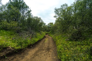 lupinus polyphyllus or blue pod lupine on the side of a path to glacier in Iceland