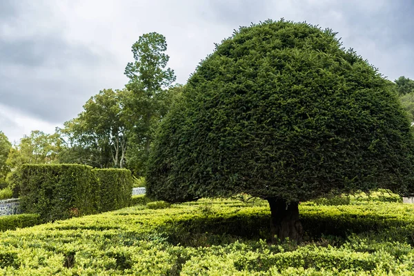 Gran Árbol Verde Cortado Mantenido Forma Redonda Parque Con Setos — Foto de Stock