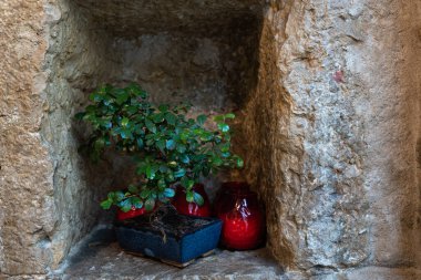 Karmona bonsai ve kırmızı mumlarla döşenmiş taş bir duvarda küçük bir delik.