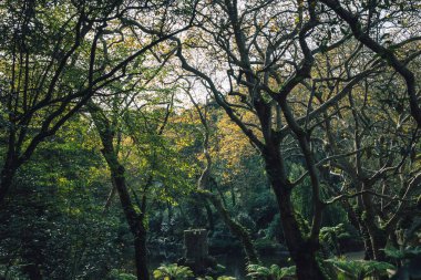 Göletli yeşil ormanda ağaç kabukları. Manzara, yeşil ağaçların manzarası